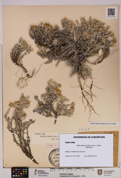 Belloa chilensis [Espécimen: UDEC:CONC:0047466]