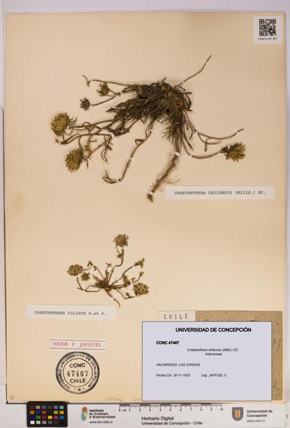Chaetanthera chilensis [Espécimen: UDEC:CONC:0047467]