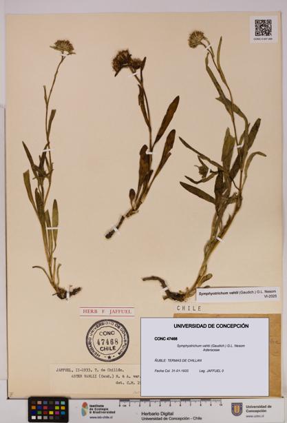 Symphyotrichum vahlii [Espécimen: UDEC:CONC:0047468]