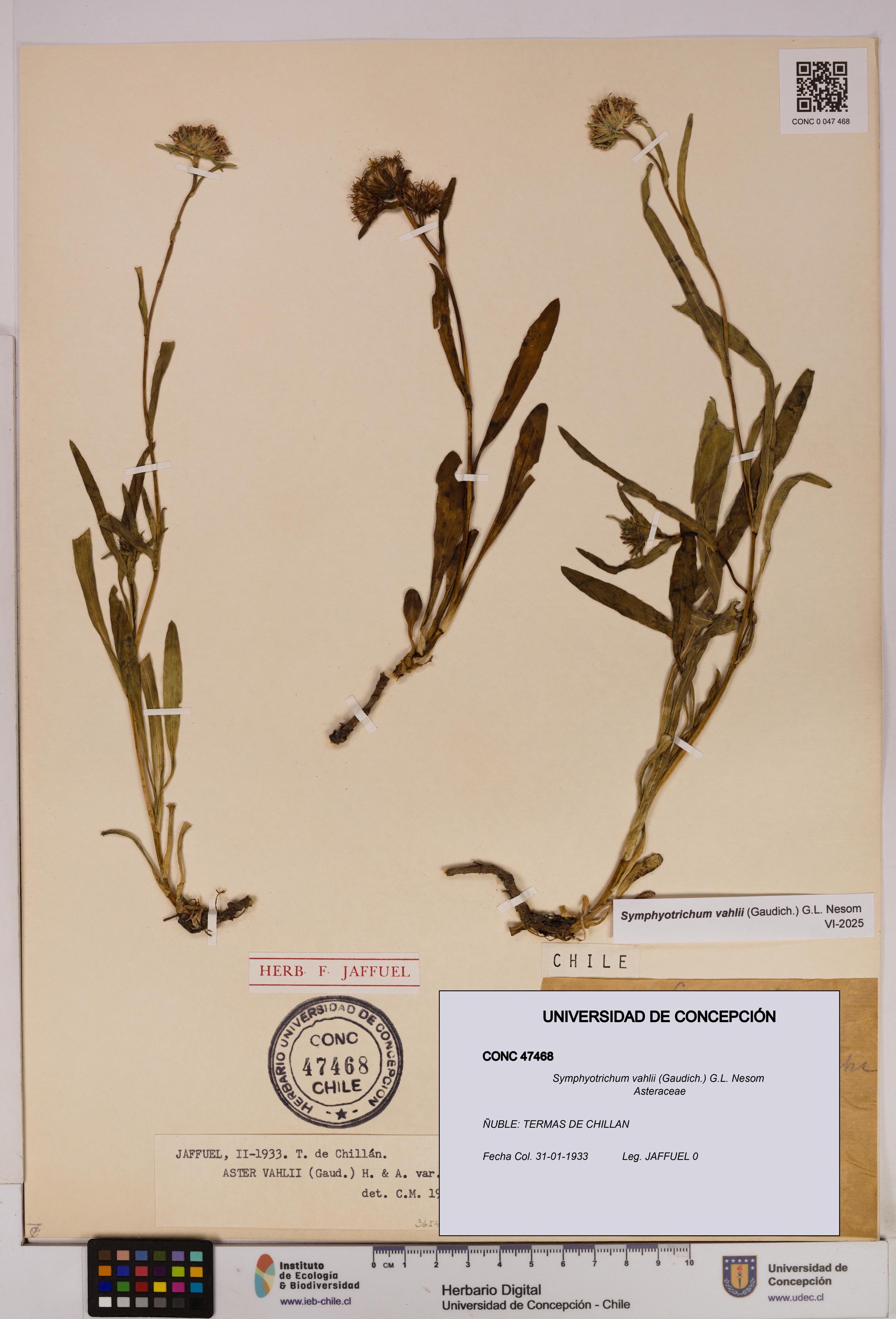 Symphyotrichum vahlii [Espécimen: UDEC:CONC:0047468]
