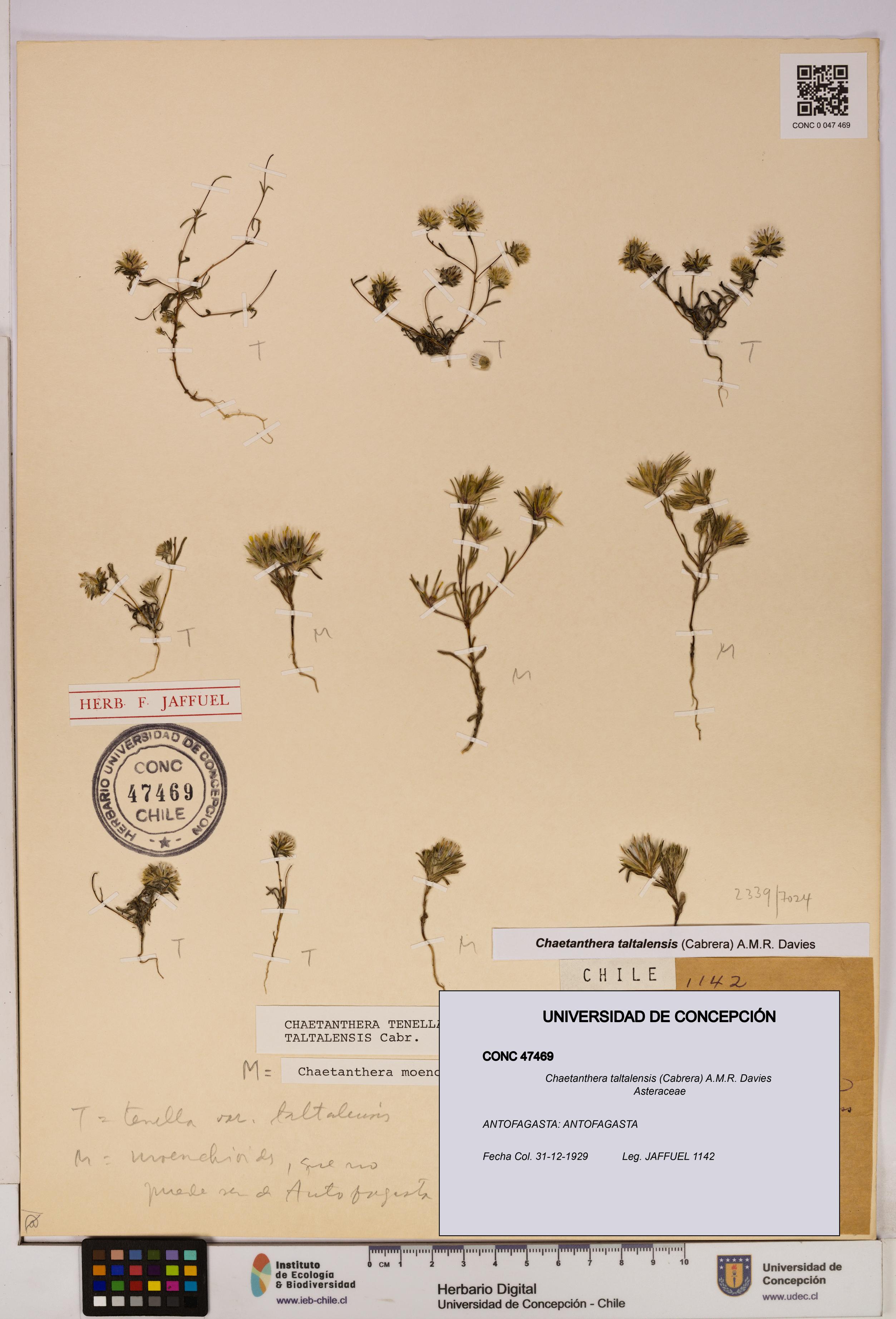 Chaetanthera taltalensis [Espécimen: UDEC:CONC:0047469]