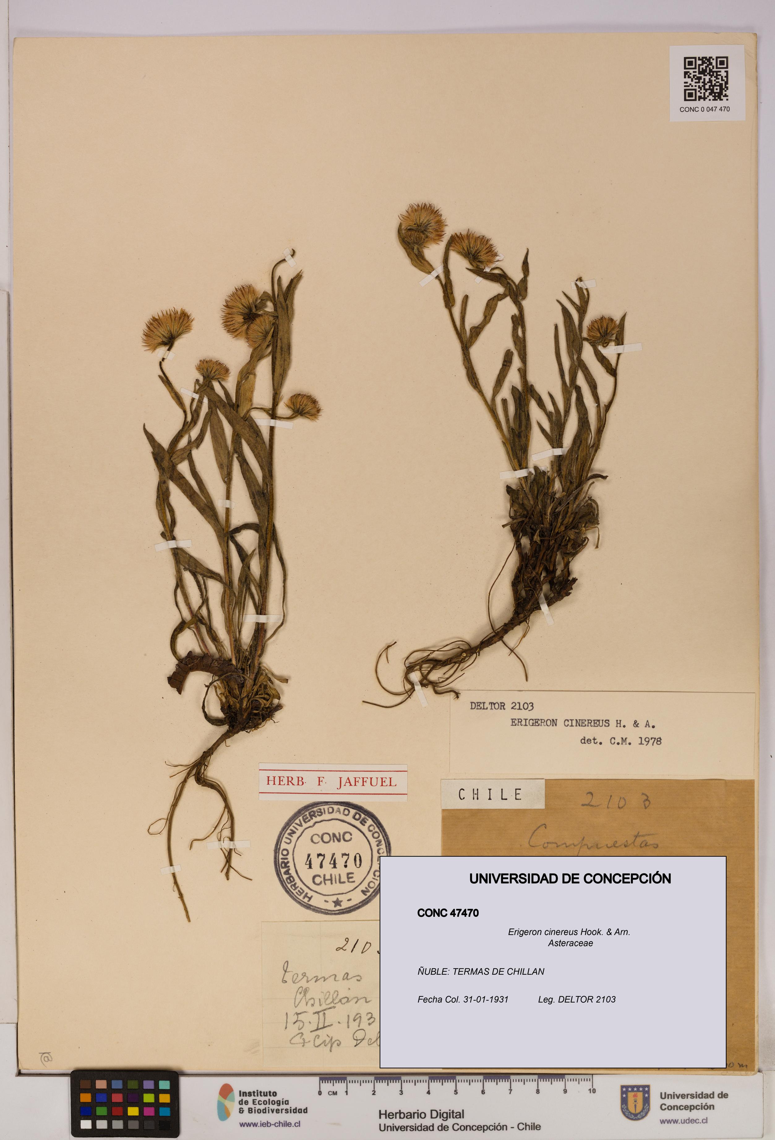 Erigeron cinereus [Espécimen: UDEC:CONC:0047470]