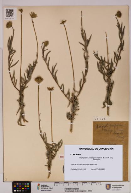 Haplopappus poeppigianus [Espécimen: UDEC:CONC:0047472]