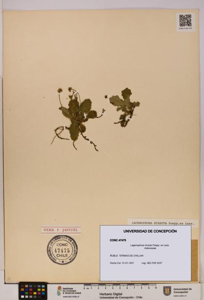 Lagenophora hirsuta [Espécimen: ]