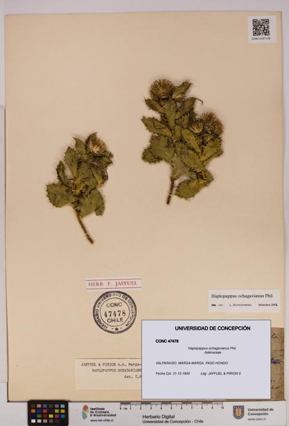 Haplopappus ochagavianus [Espécimen: UDEC:CONC:0047478]