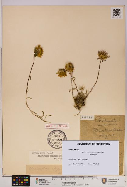 Chaetanthera chilensis [Espécimen: UDEC:CONC:0047480]