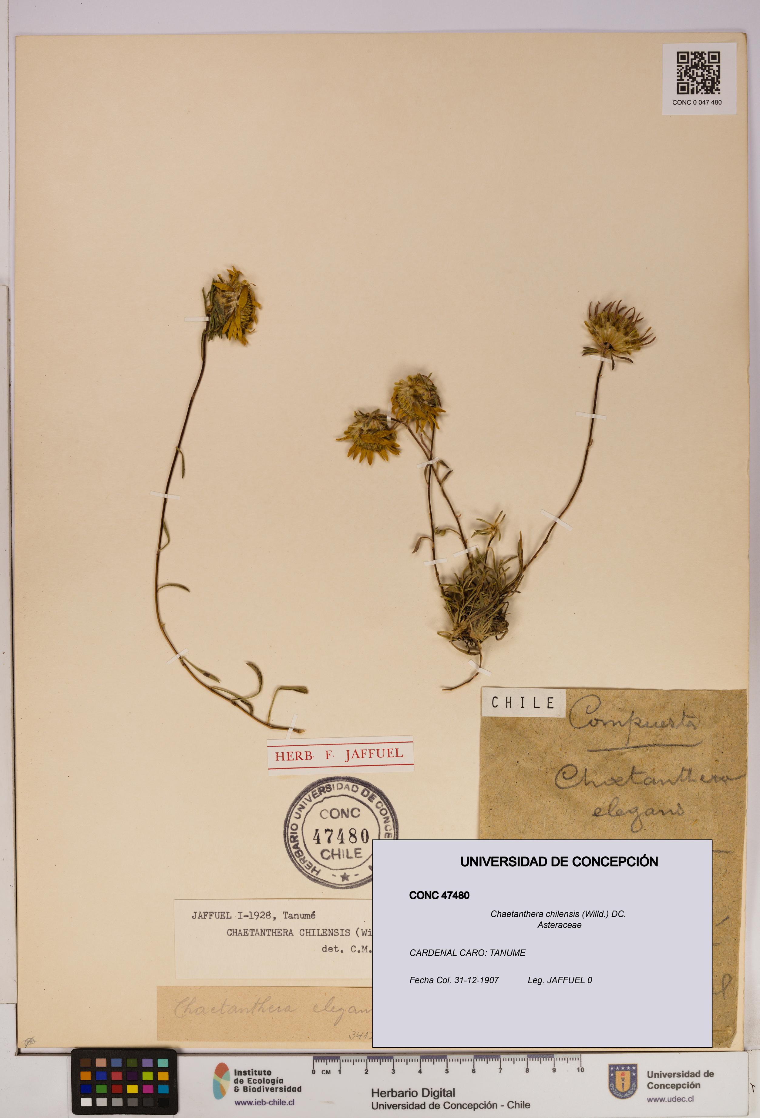 Chaetanthera chilensis [Espécimen: UDEC:CONC:0047480]