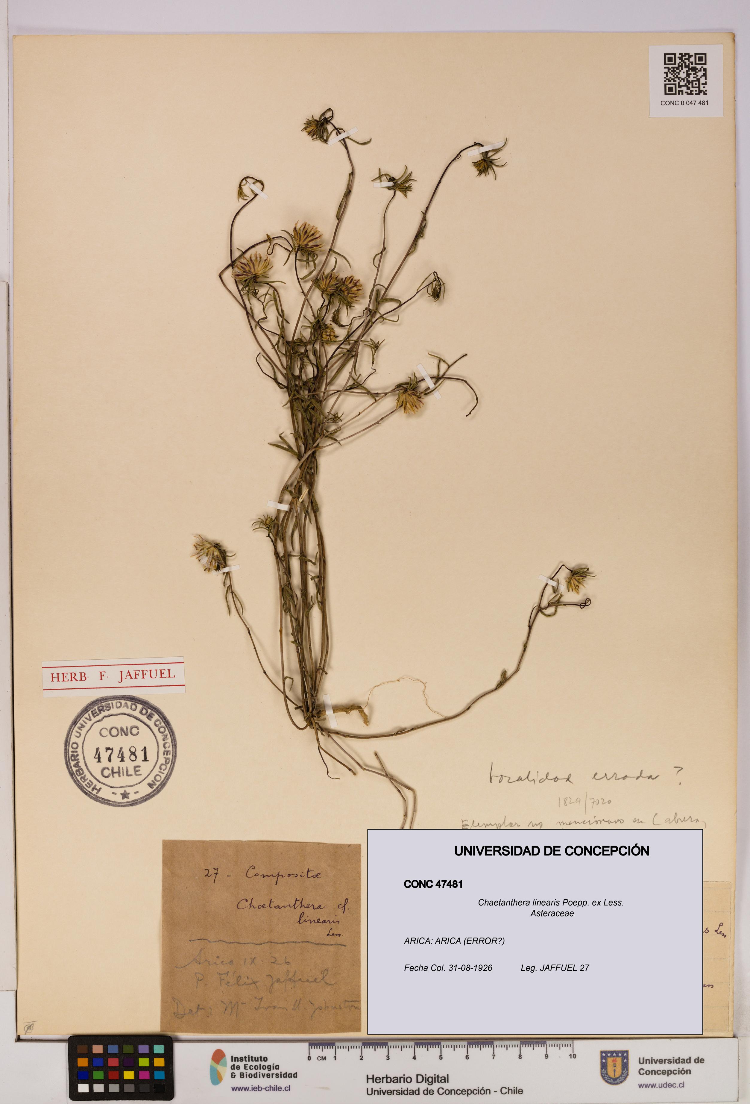 Chaetanthera linearis [Espécimen: UDEC:CONC:0047481]