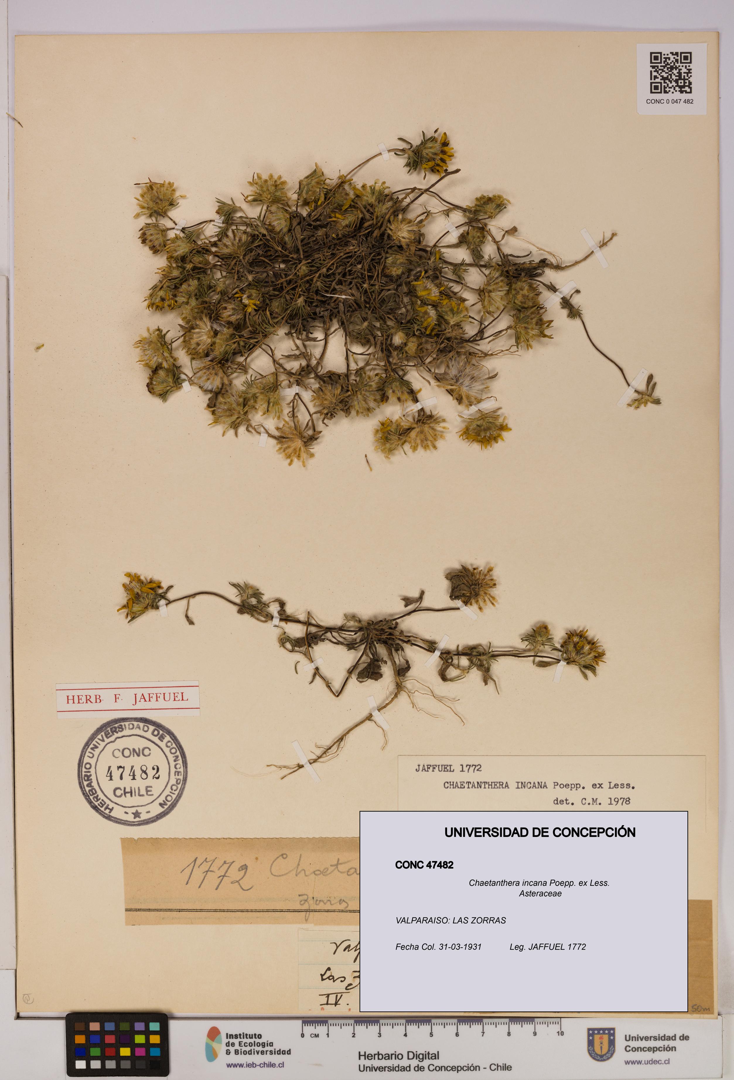 Chaetanthera incana [Espécimen: UDEC:CONC:0047482]