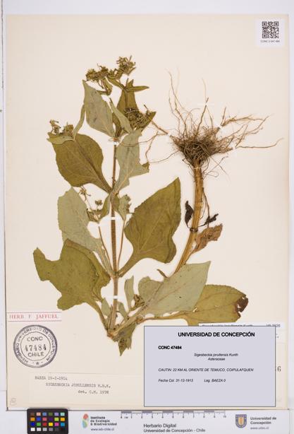 Sigesbeckia jorullensis [Espécimen: ]