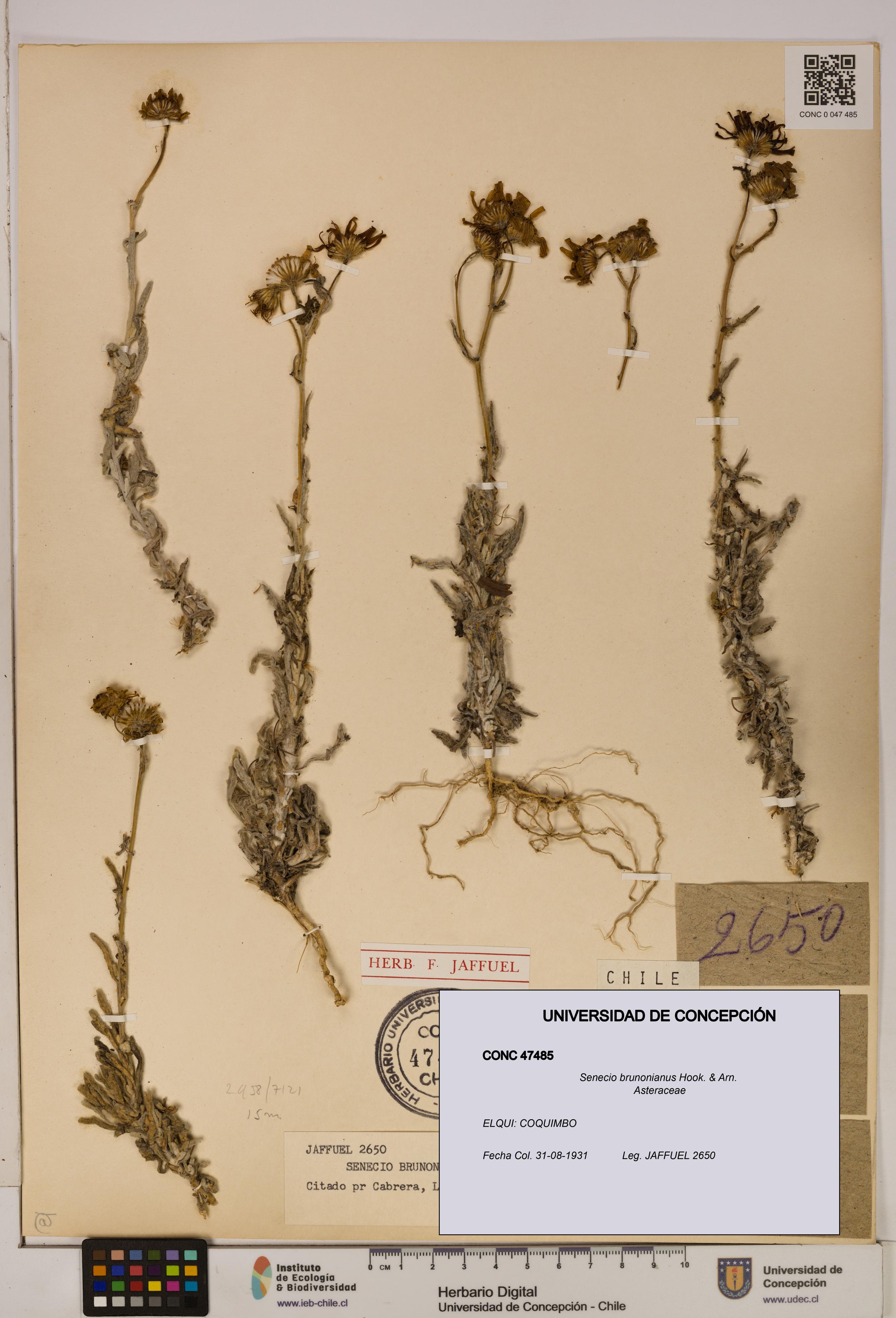 Senecio brunonianus [Espécimen: UDEC:CONC:0047485]
