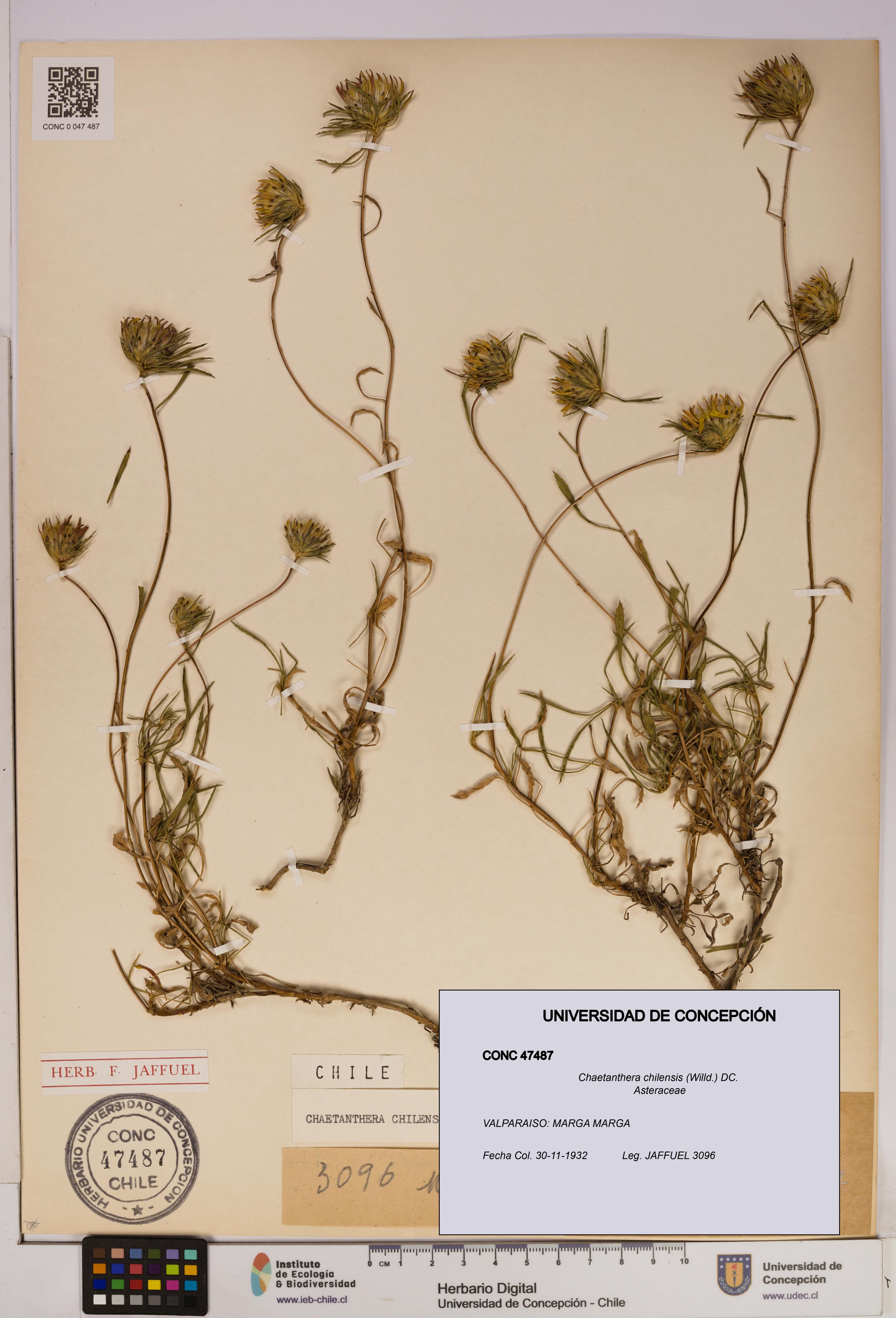 Chaetanthera chilensis [Espécimen: UDEC:CONC:0047487]
