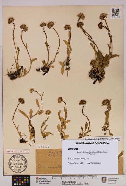 Symphyotrichum glabrifolium [Espécimen: UDEC:CONC:0047488]