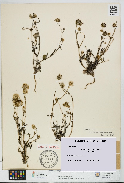 Polyachyrus annuus [Espécimen: UDEC:CONC:0047491]