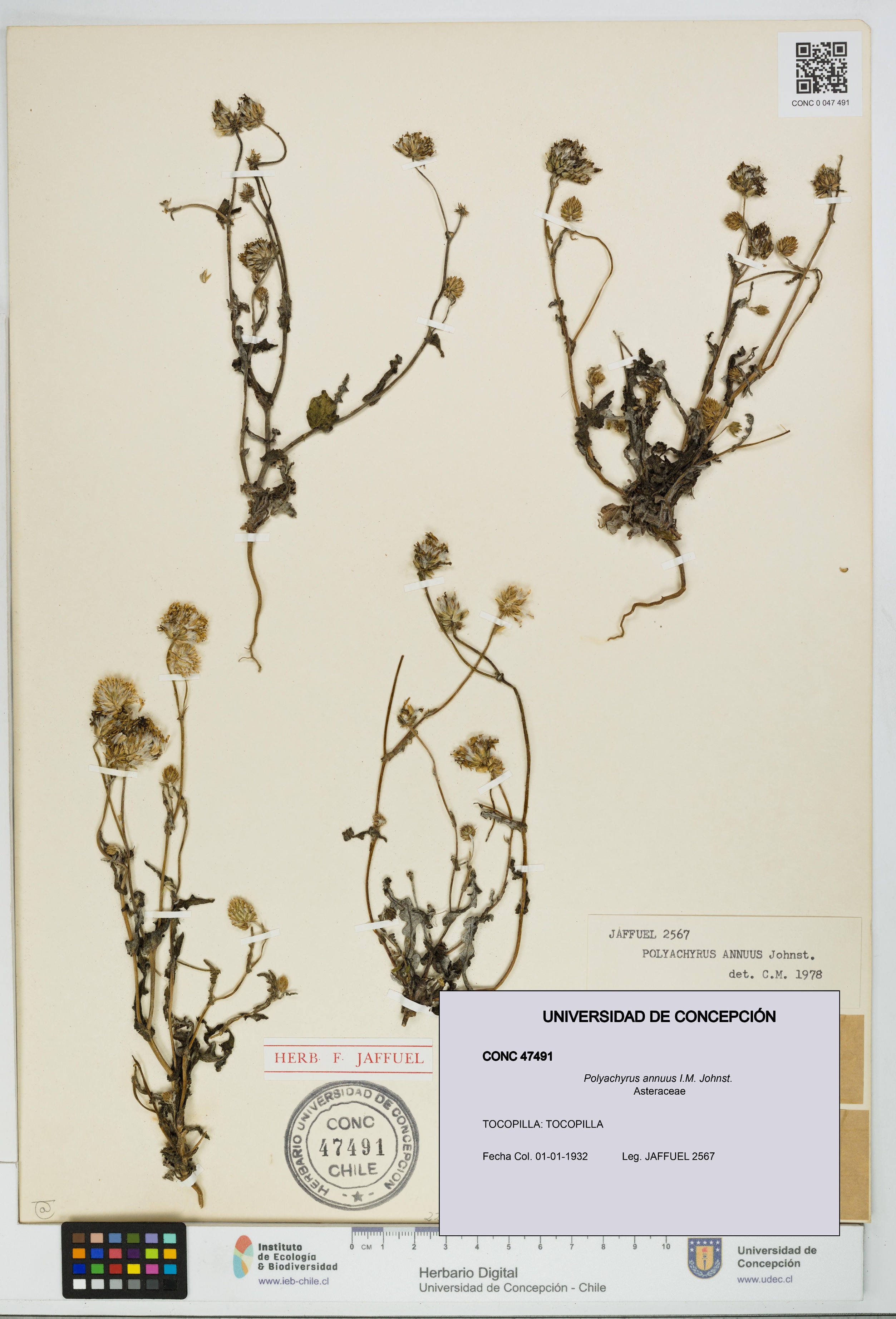 Polyachyrus annuus [Espécimen: UDEC:CONC:0047491]