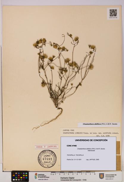Chaetanthera albiflora [Espécimen: UDEC:CONC:0047492]