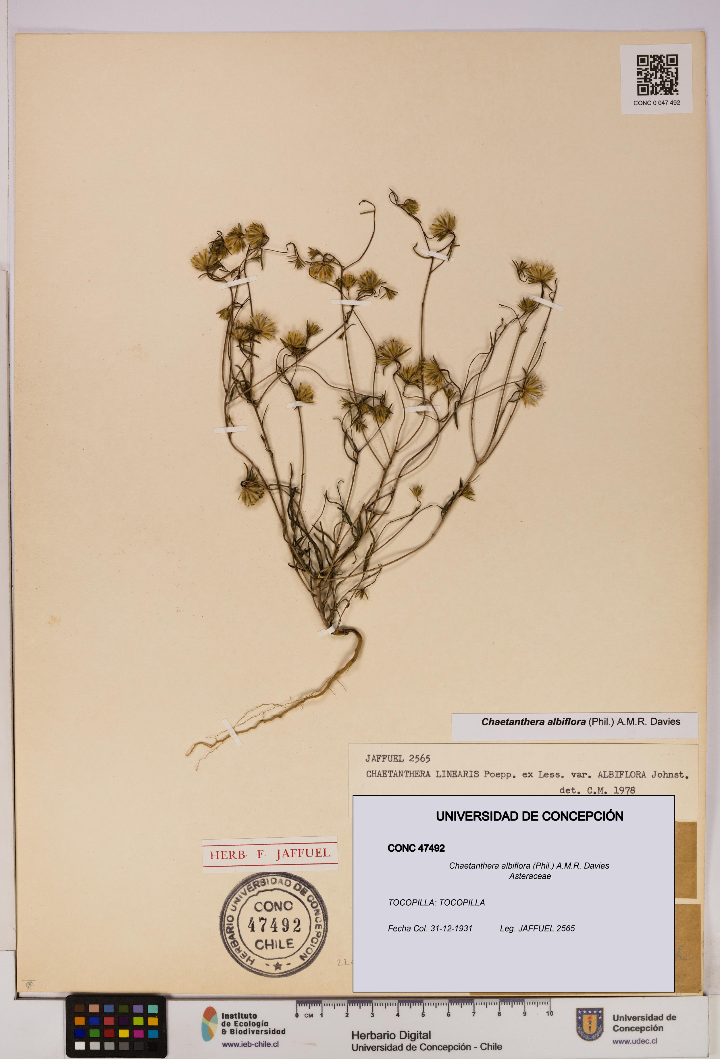 Chaetanthera albiflora [Espécimen: UDEC:CONC:0047492]