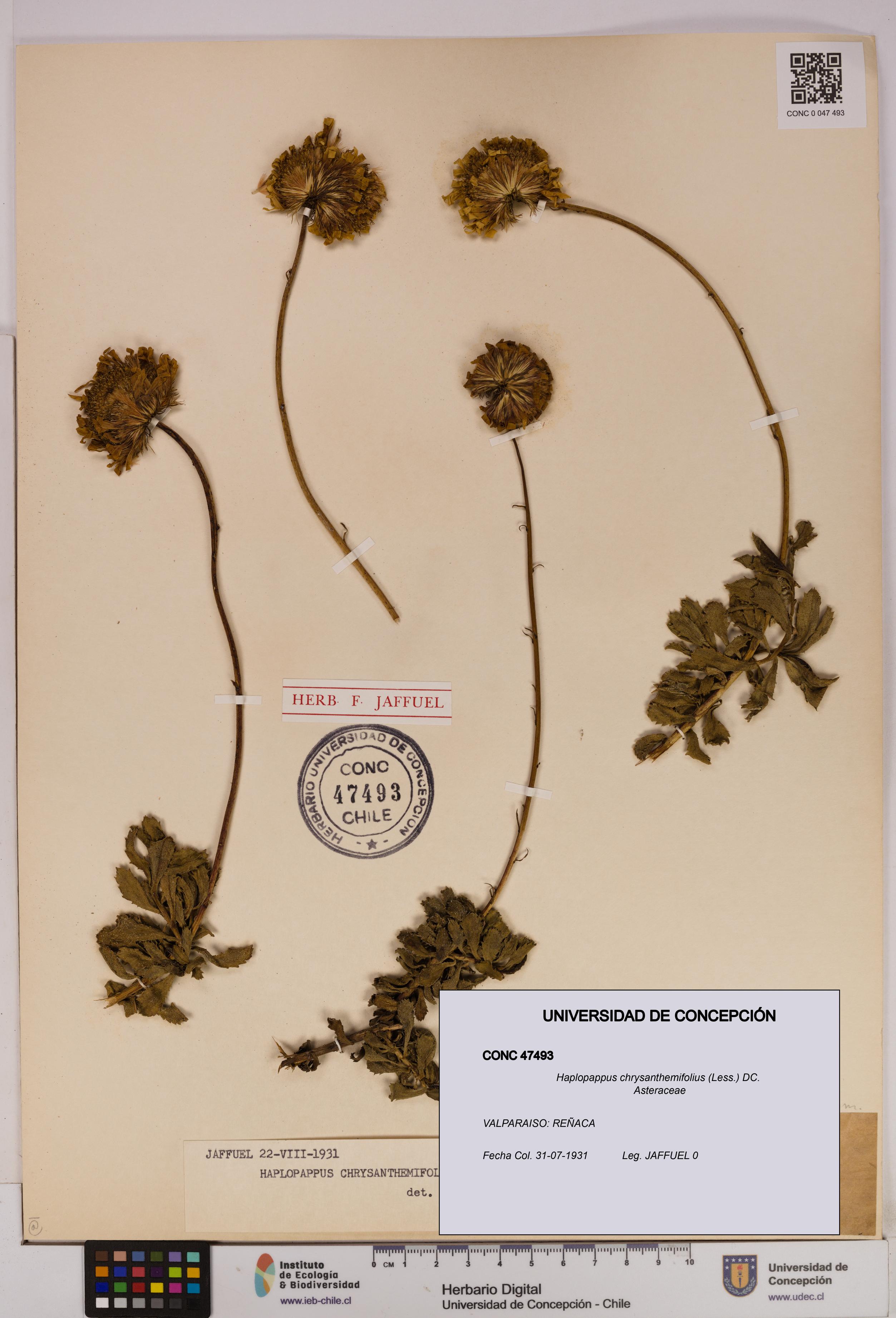 Haplopappus chrysanthemifolius [Espécimen: UDEC:CONC:0047493]