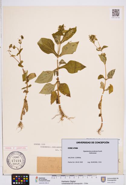 Sigesbeckia jorullensis [Espécimen: ]