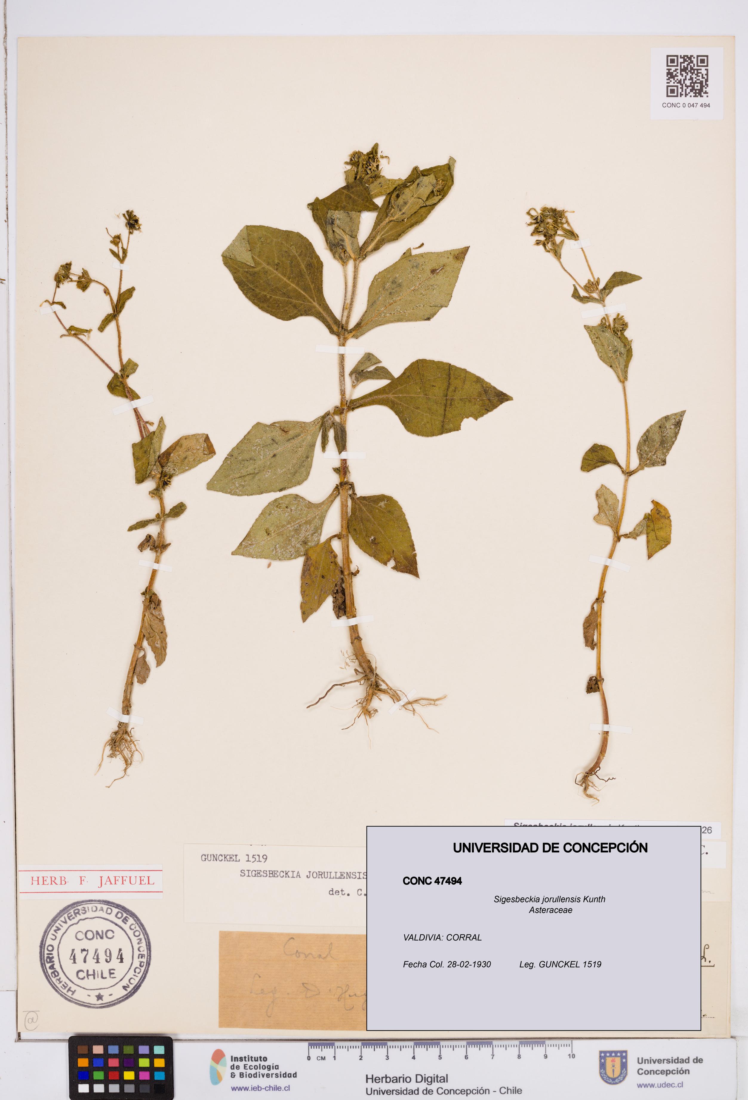 Sigesbeckia jorullensis [Espécimen: ]
