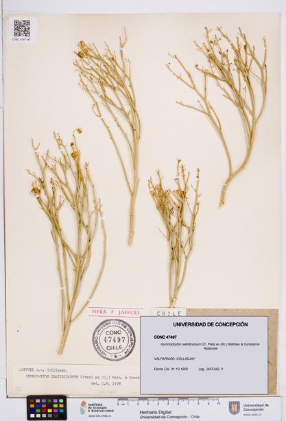 Gymnophyton isatidicarpum [Espécimen: ]