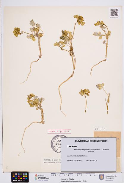 Homalocarpus nigripetalus [Espécimen: ]