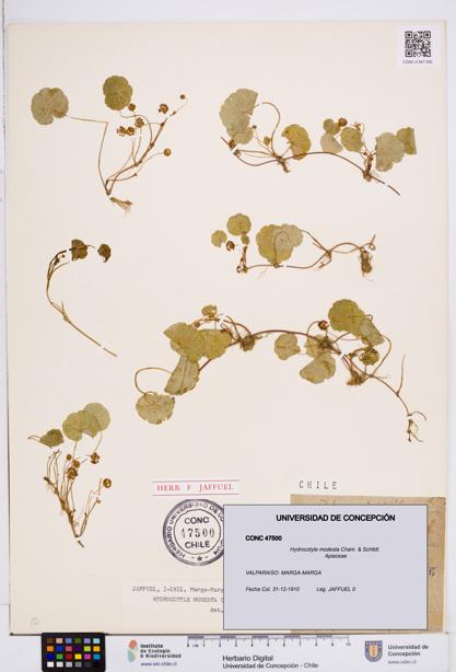 Hydrocotyle modesta [Espécimen: ]