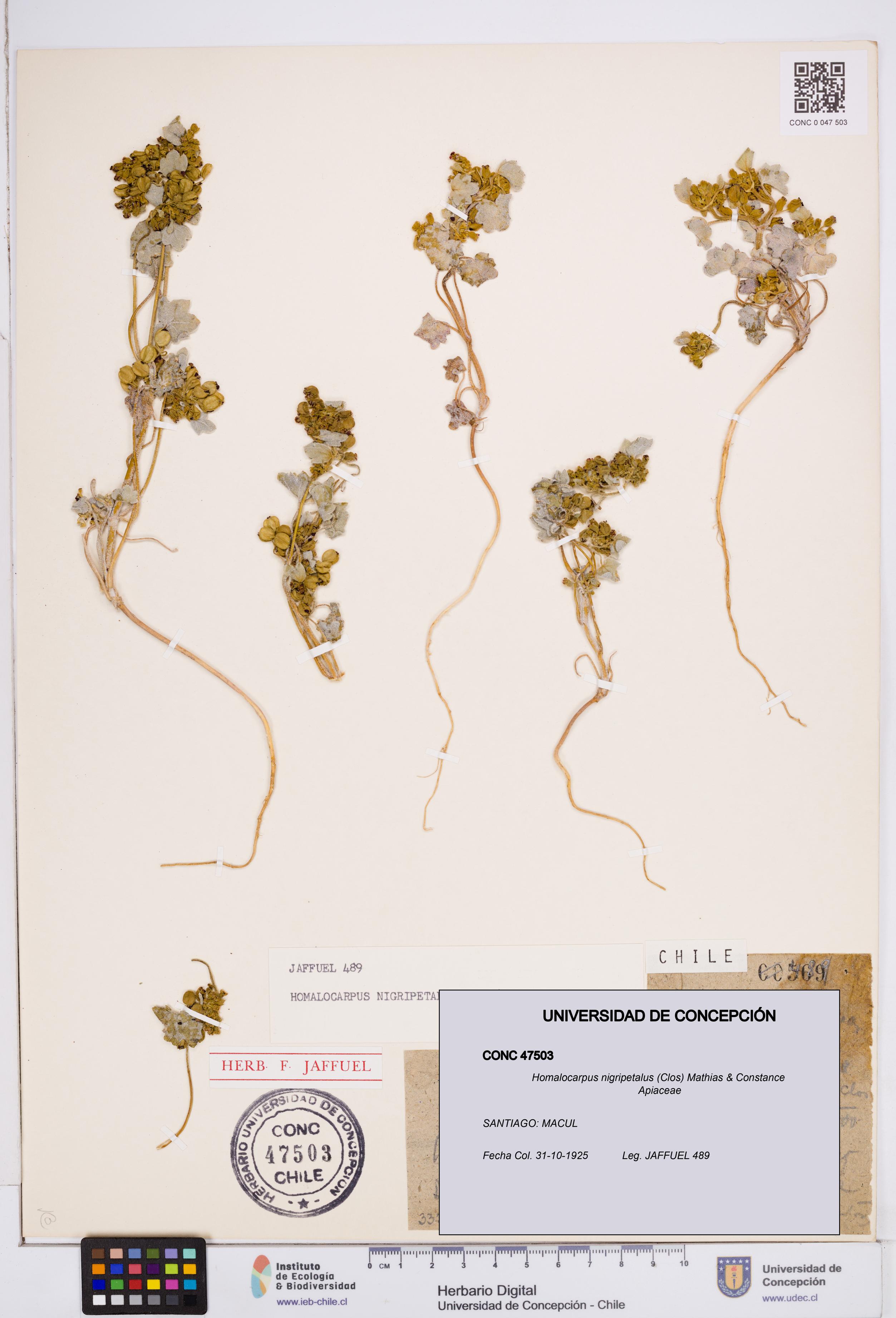 Homalocarpus nigripetalus [Espécimen: ]