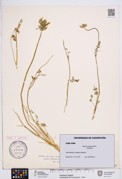 Daucus pusillus [Espécimen: ]