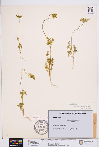 Daucus pusillus [Espécimen: ]