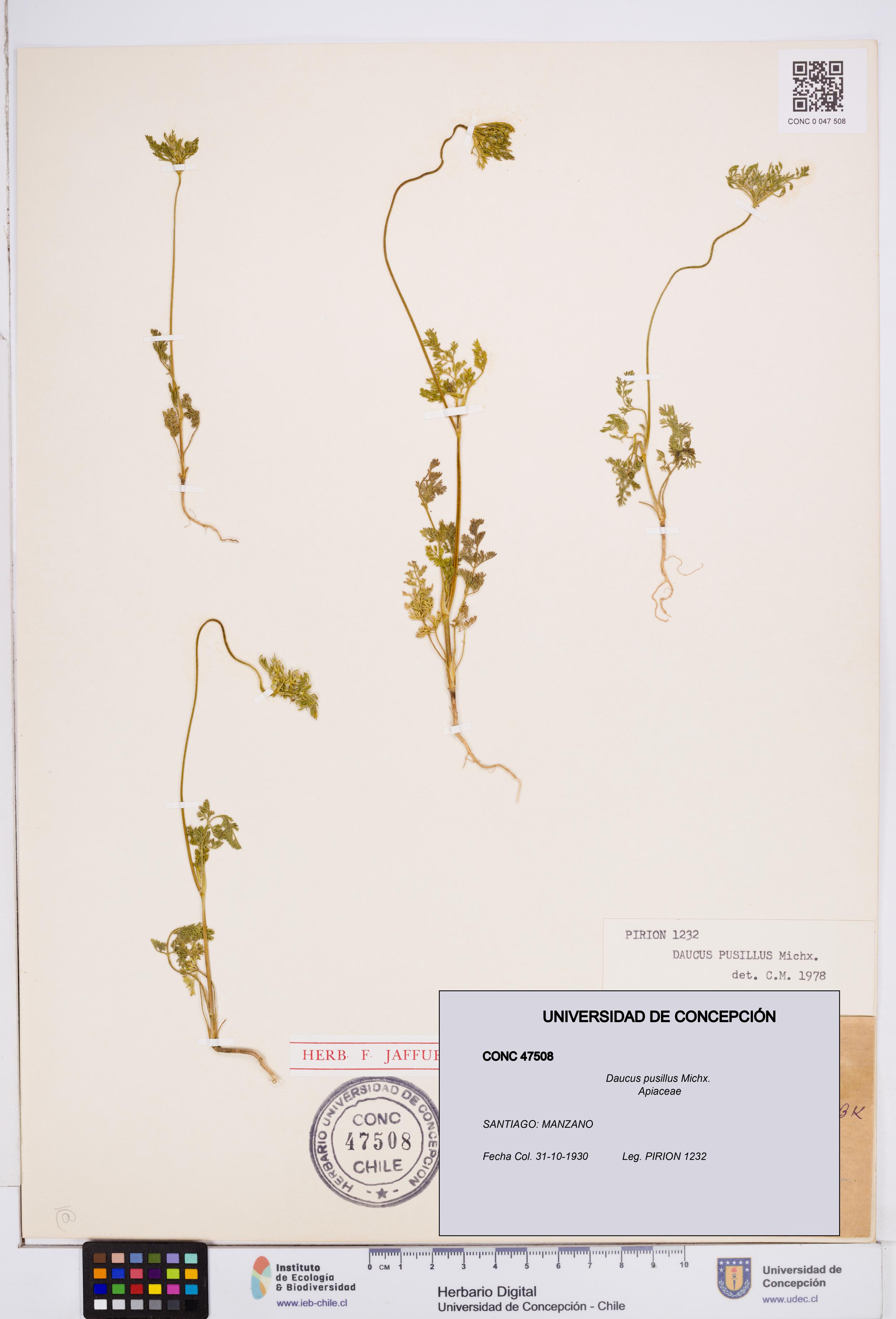 Daucus pusillus [Espécimen: ]
