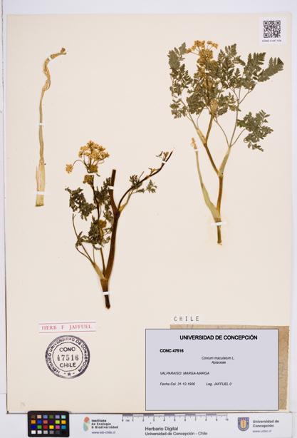 Conium maculatum [Espécimen: ]
