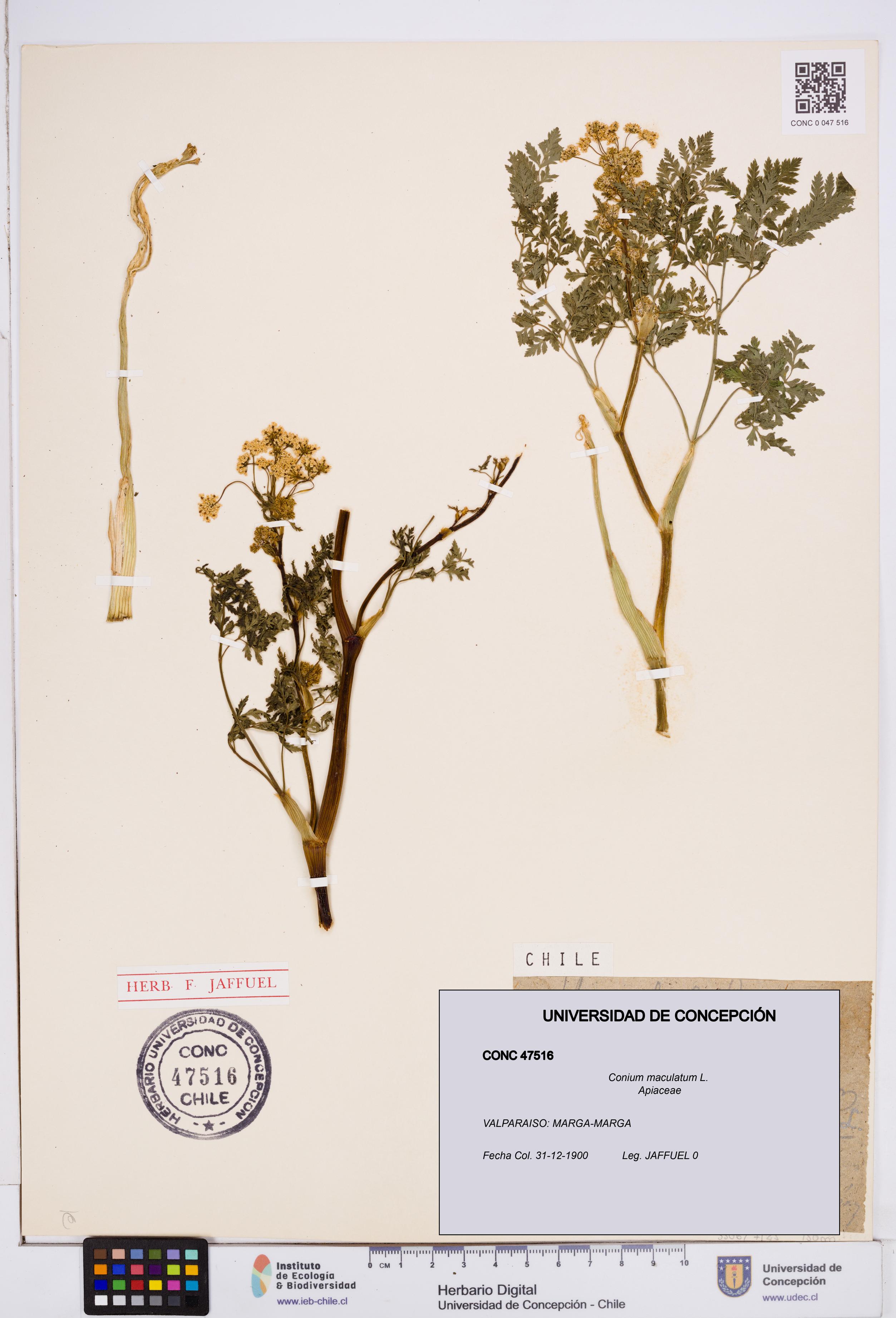 Conium maculatum [Espécimen: ]
