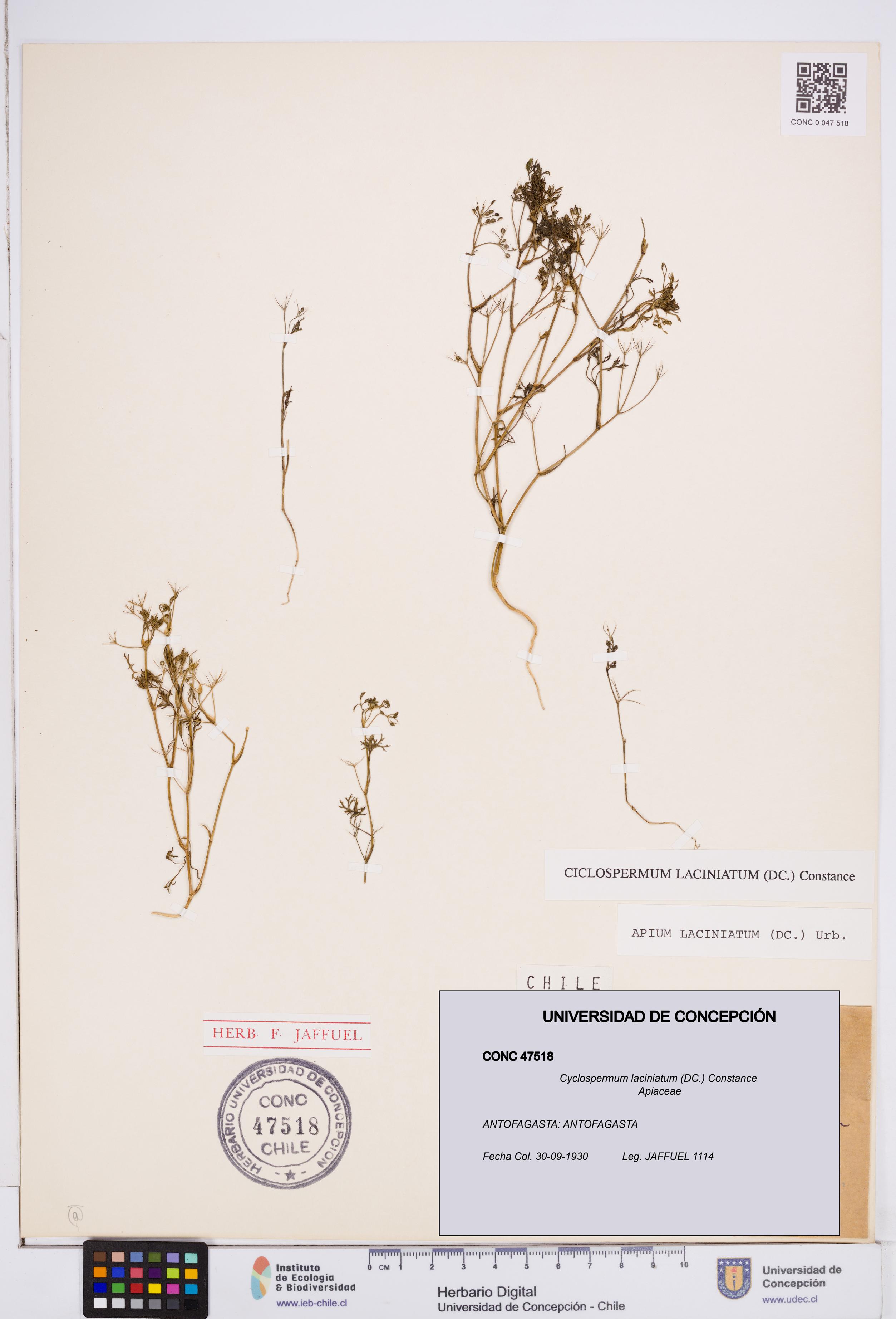 Cyclospermum laciniatum [Espécimen: ]