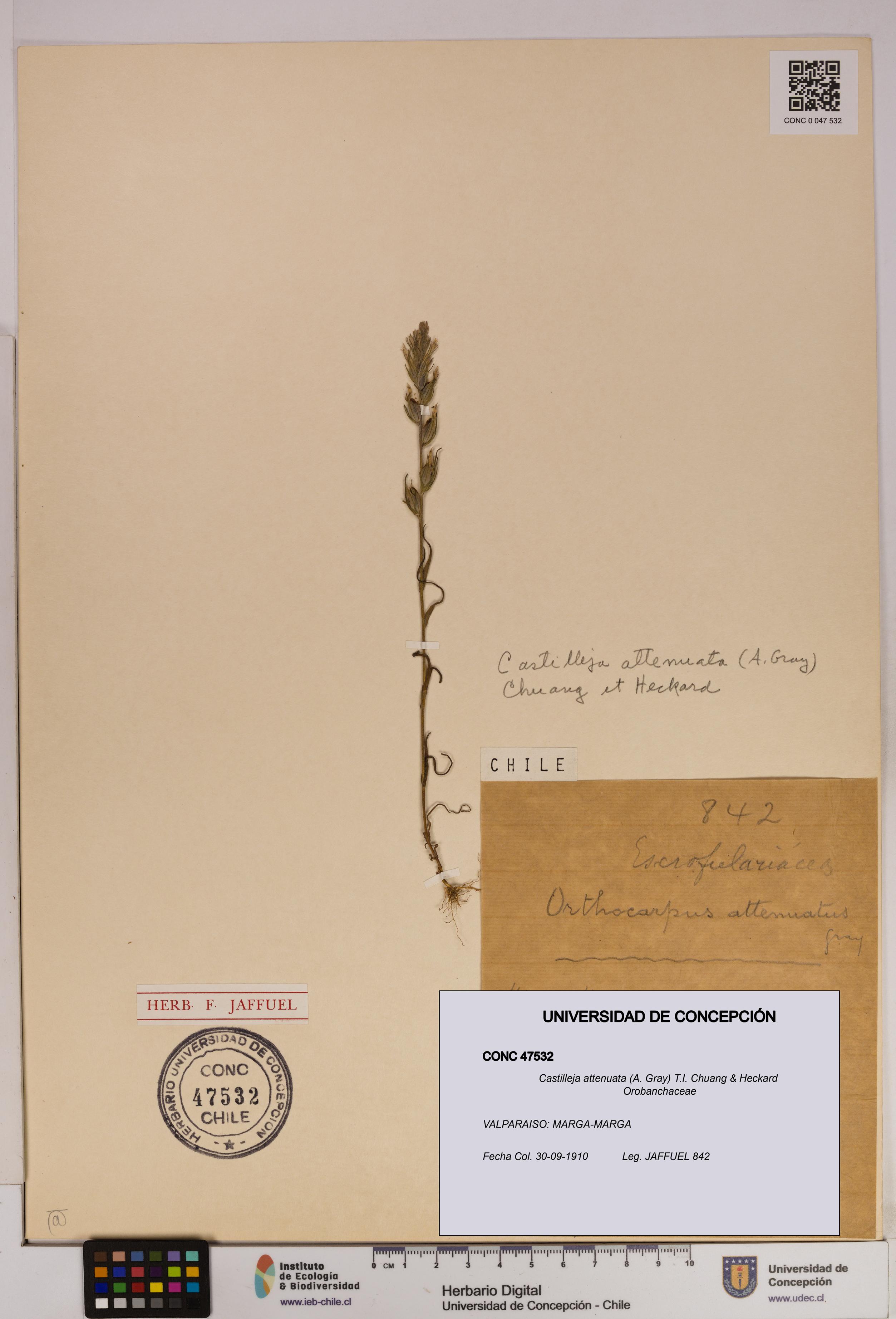 Castilleja attenuata [Espécimen: UDEC:CONC:0047532]