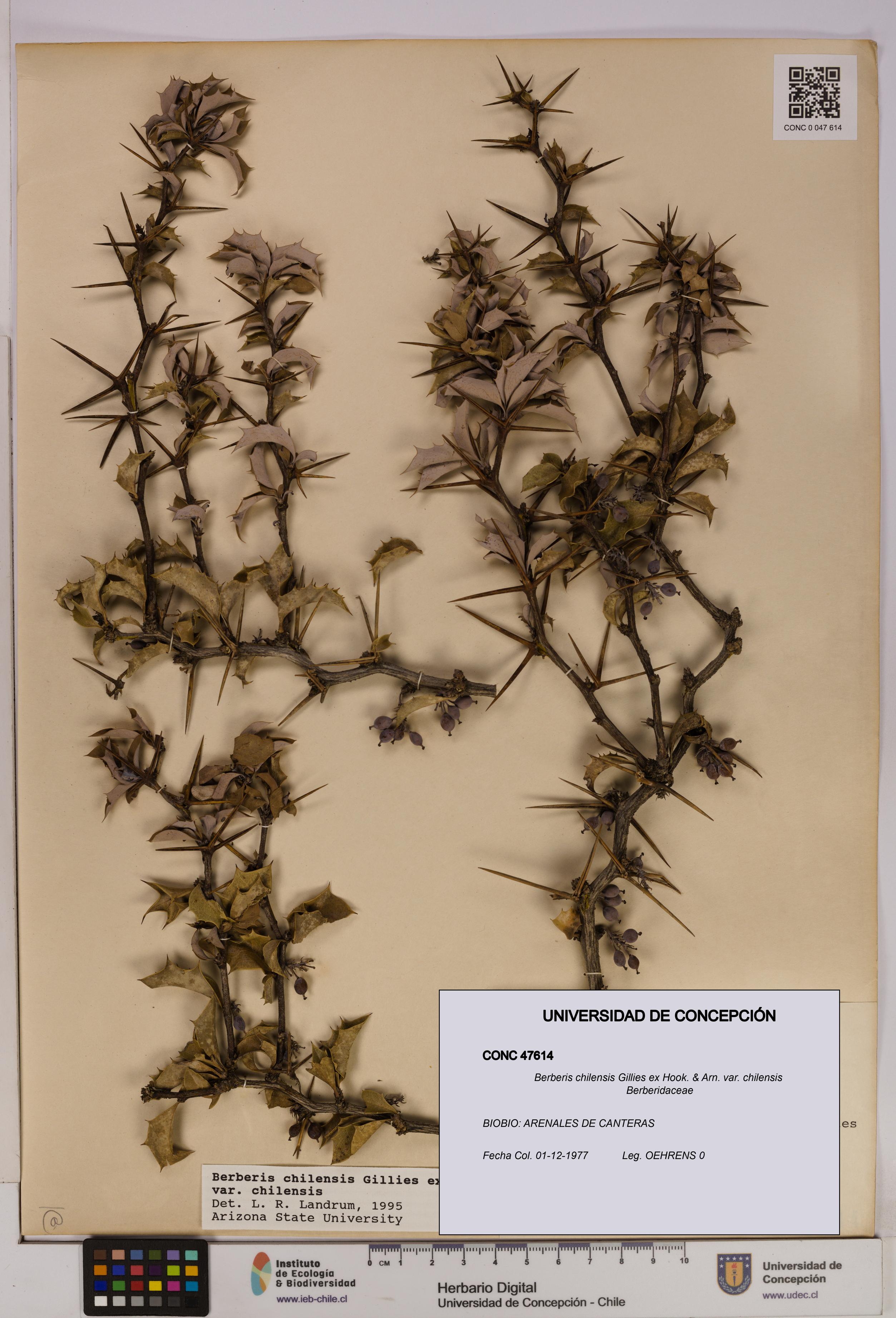 Berberis chilensis var. chilensis [Espécimen: UDEC:CONC:0047614]