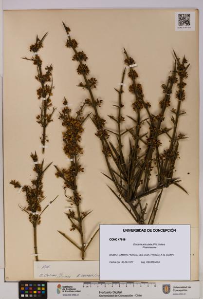 Discaria articulata [Espécimen: UDEC:CONC:0047618]