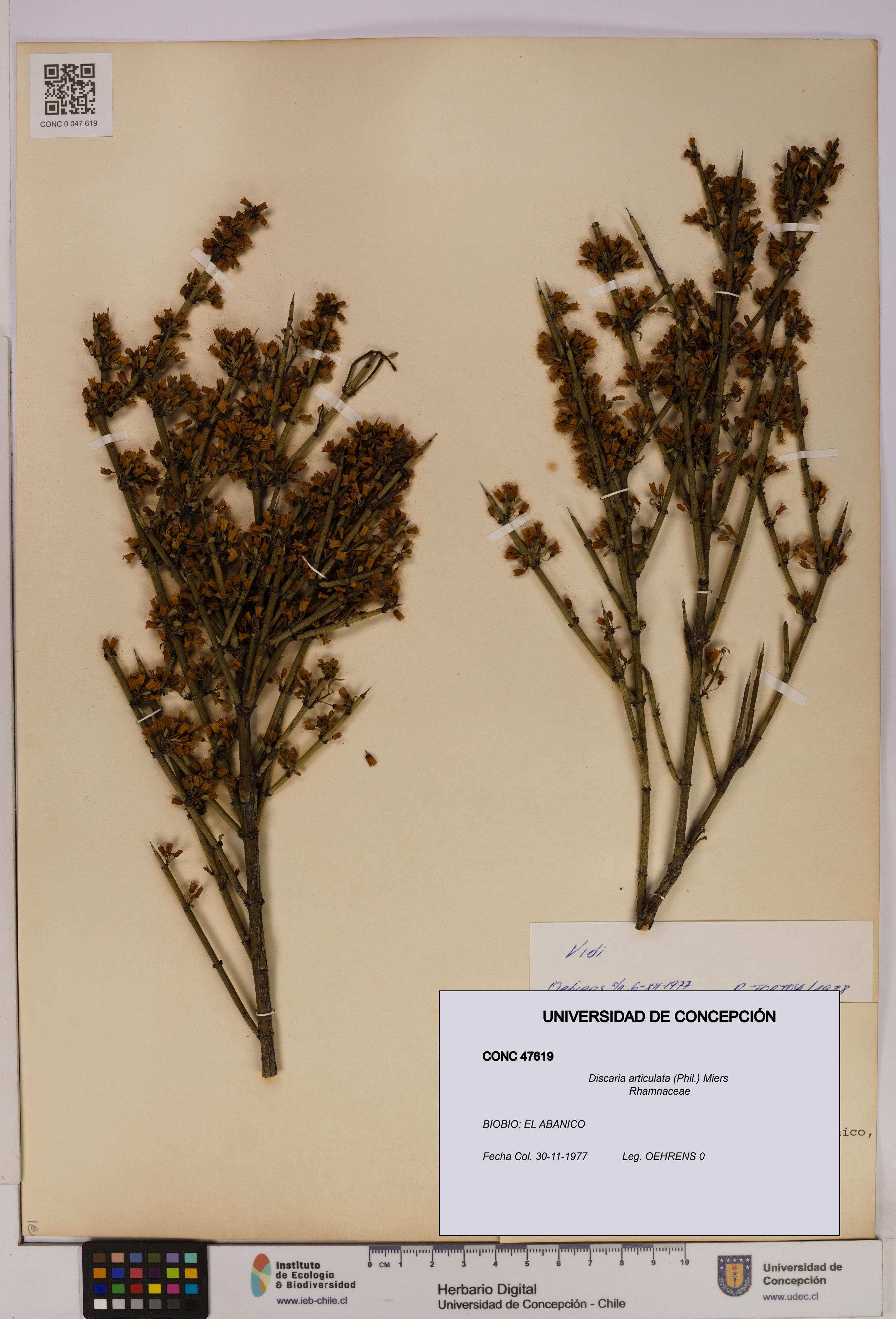 Discaria articulata [Espécimen: UDEC:CONC:0047619]