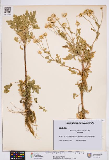 Tanacetum parthenium [Espécimen: ]