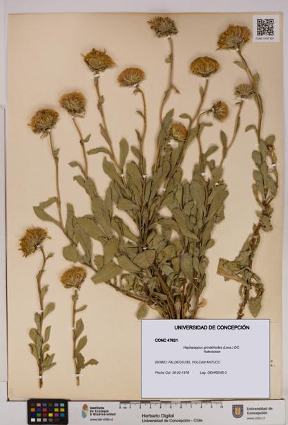 Haplopappus grindelioides [Espécimen: UDEC:CONC:0047621]