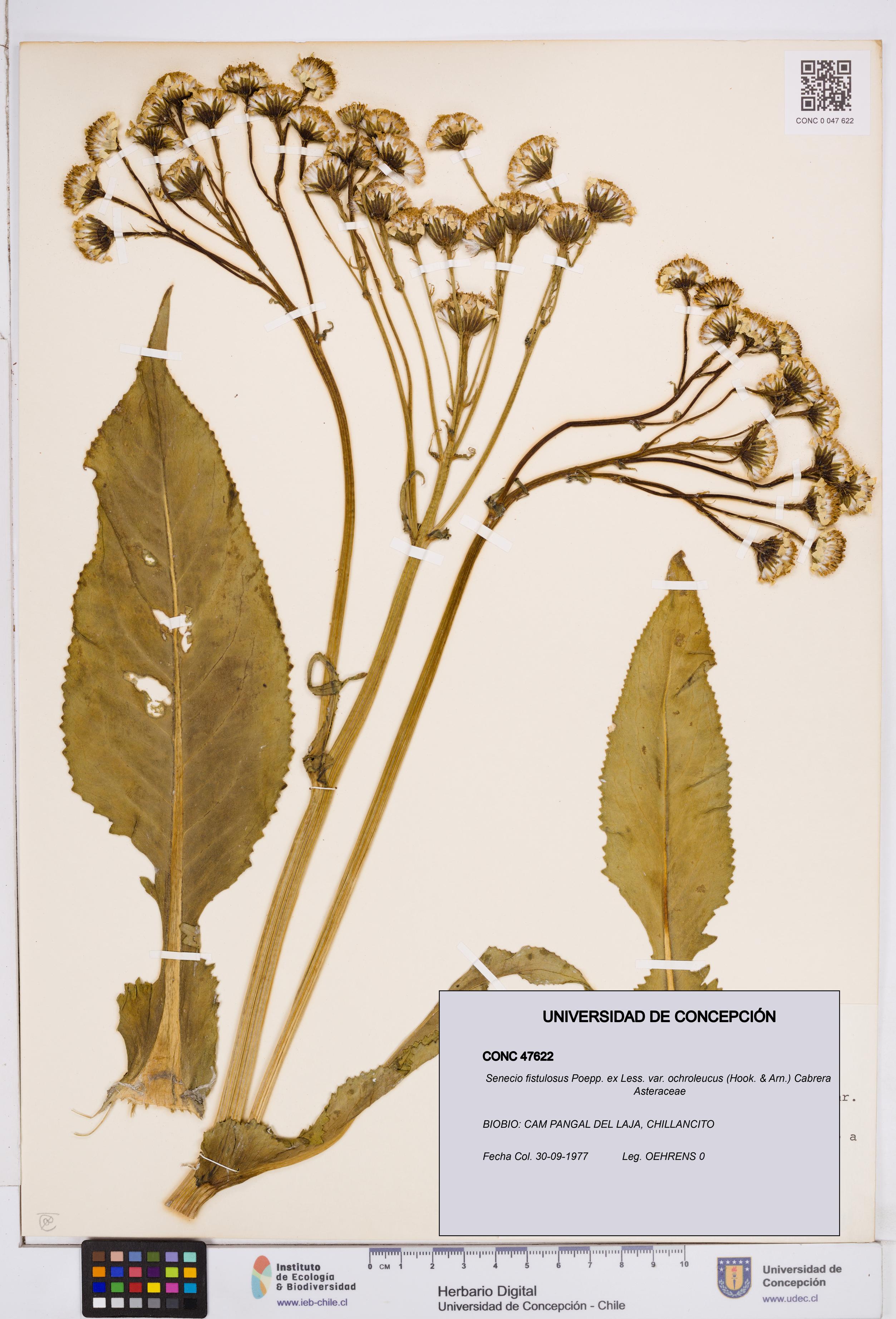 Senecio fistulosus [Espécimen: ]