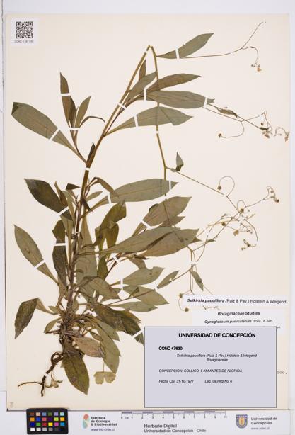 Selkirkia pauciflora [Espécimen: ]