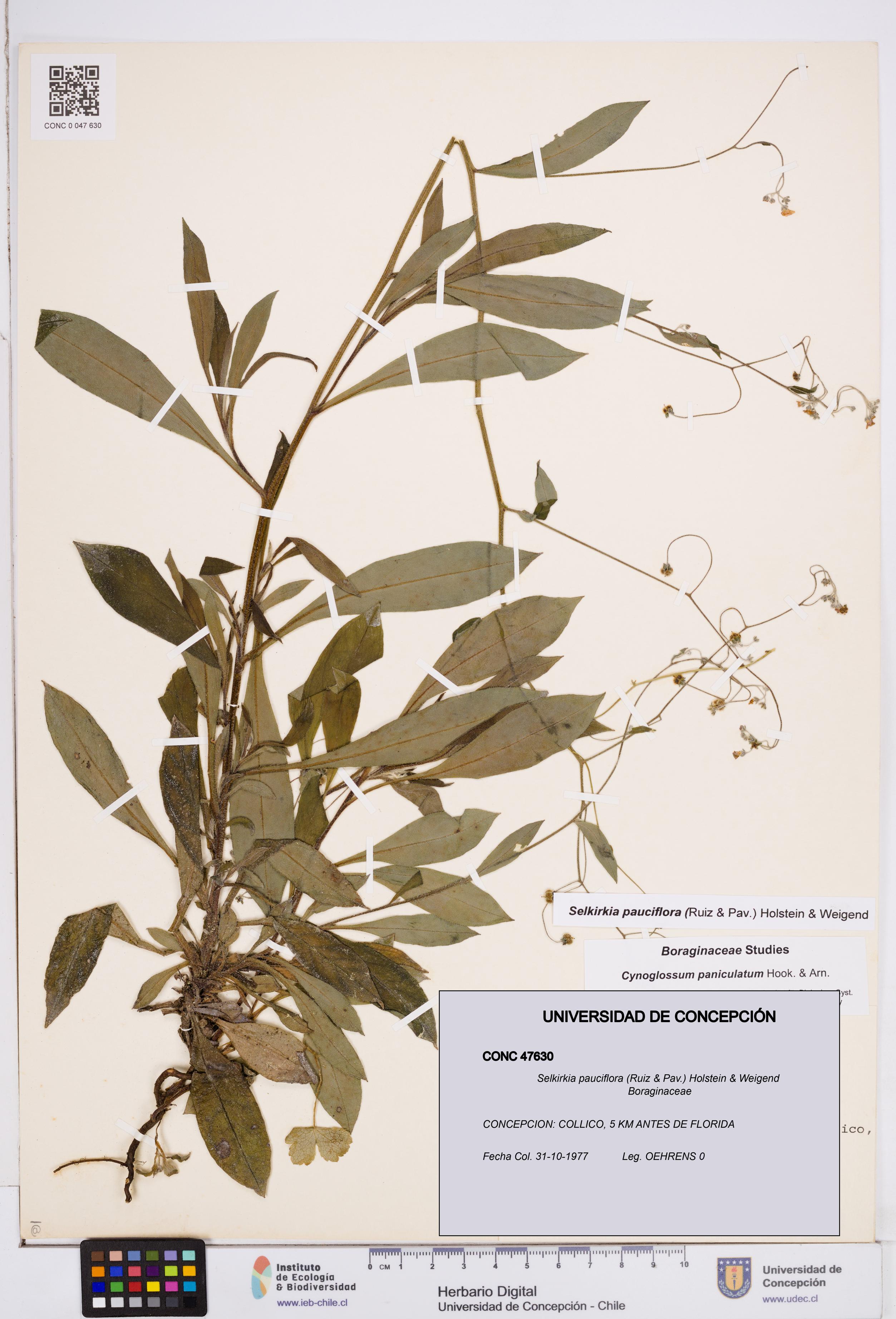 Selkirkia pauciflora [Espécimen: ]