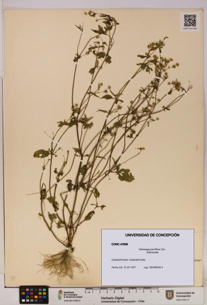Galinsoga parviflora [Espécimen: UDEC:CONC:0047636]