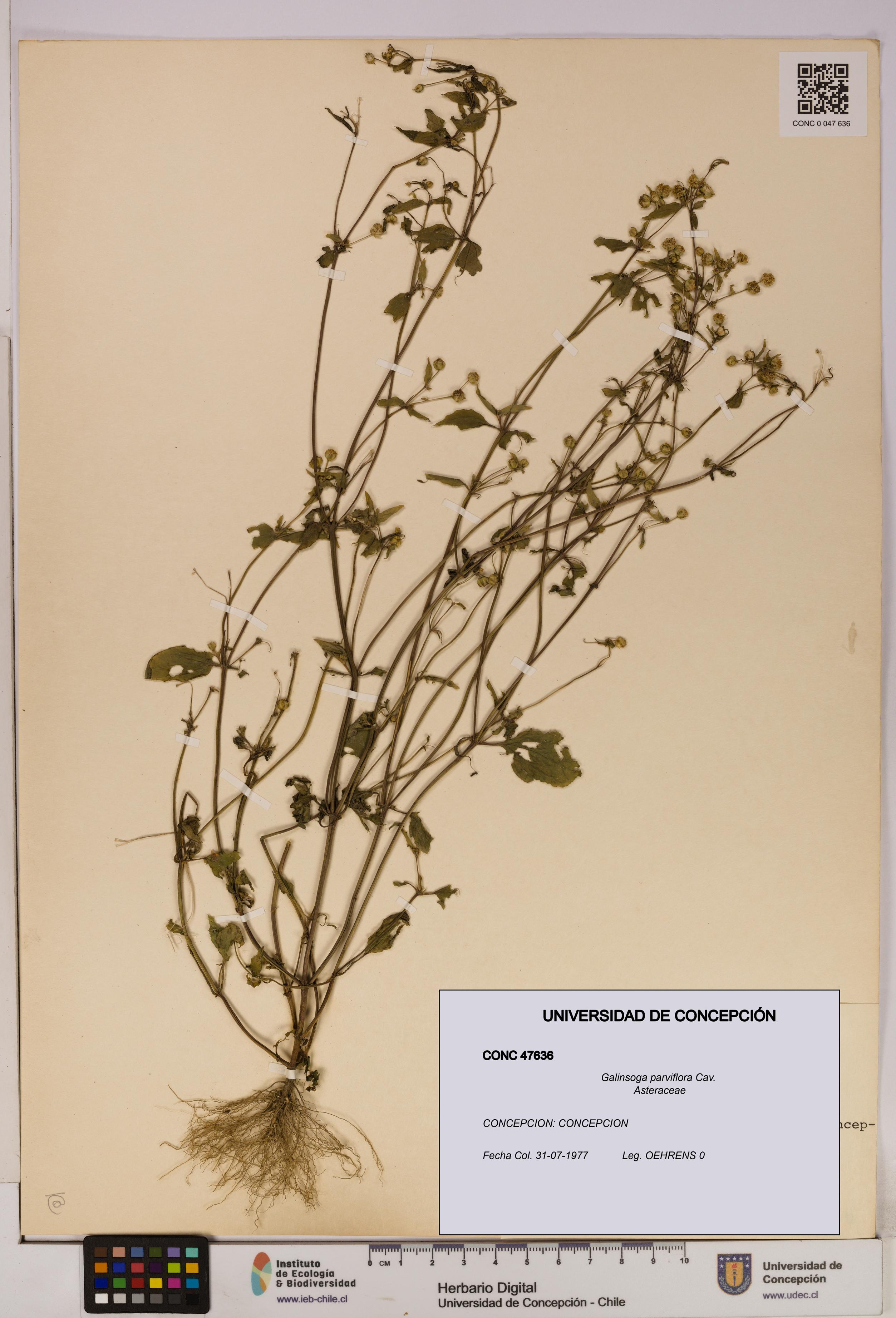 Galinsoga parviflora [Espécimen: UDEC:CONC:0047636]