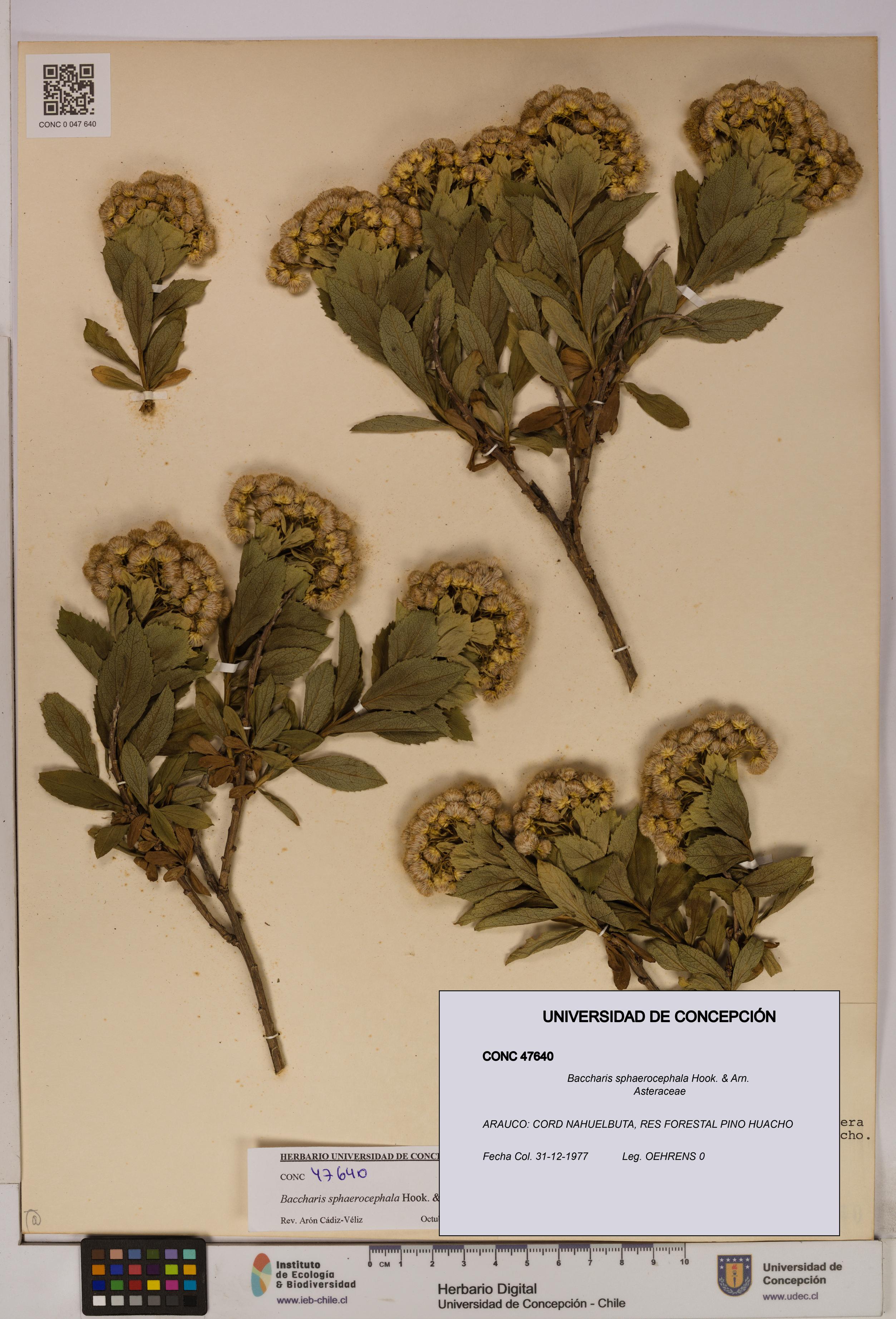 Baccharis sphaerocephala [Espécimen: UDEC:CONC:0047640]
