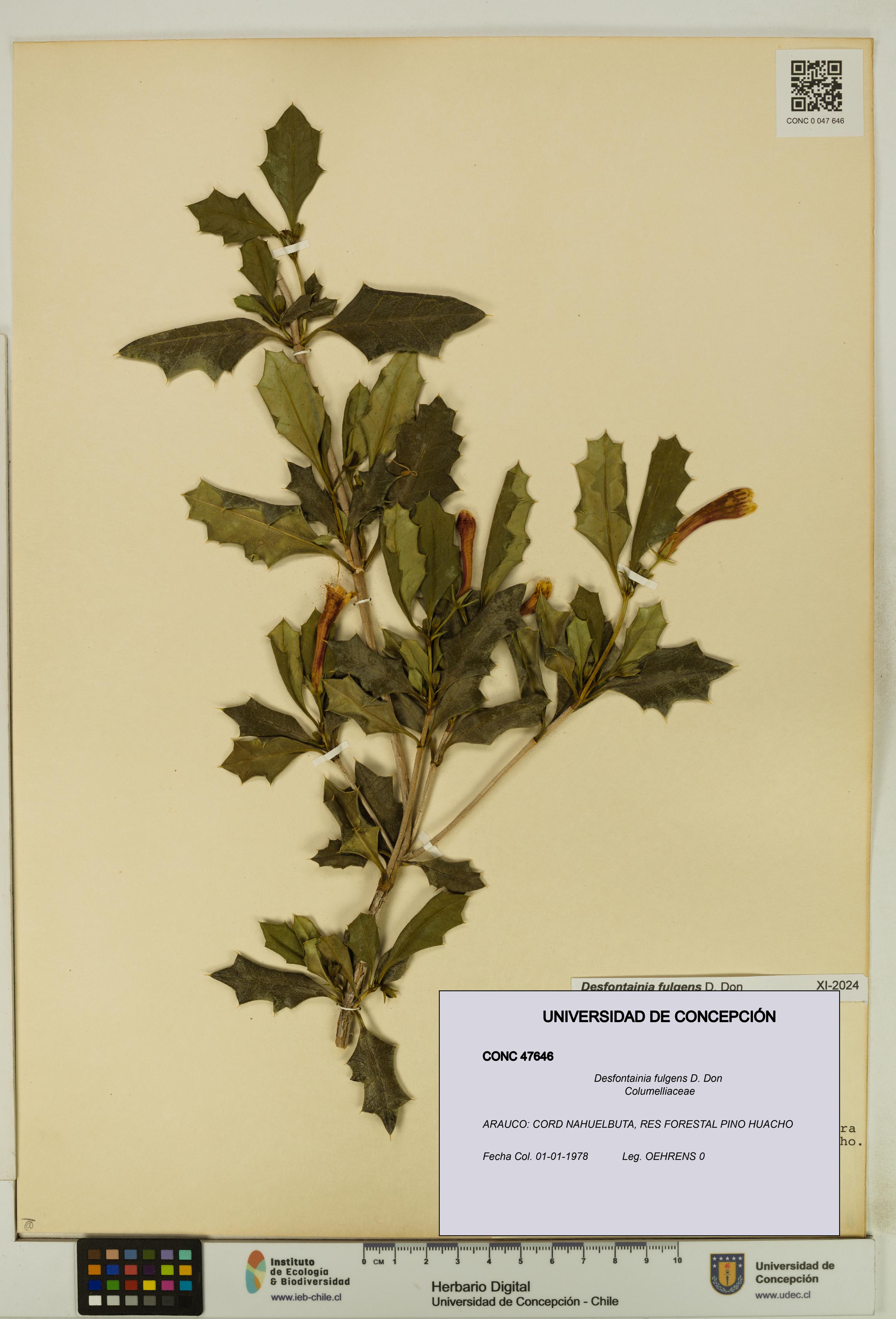 Desfontainia fulgens [Espécimen: UDEC:CONC:0047646]
