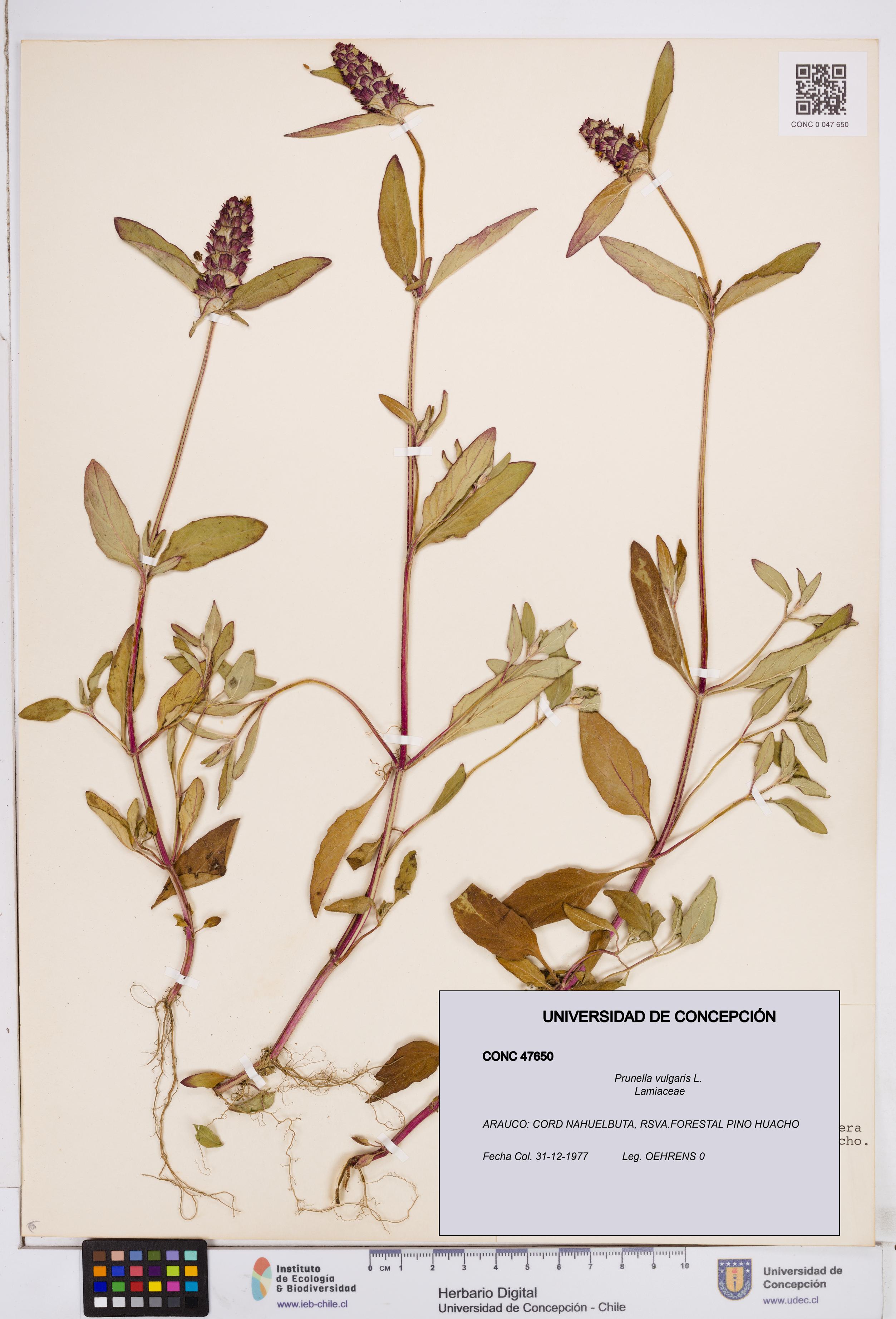 Prunella vulgaris [Espécimen: ]