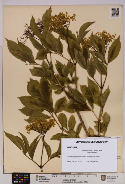 Sambucus nigra subsp. nigra [Espécimen: UDEC:CONC:0047656]