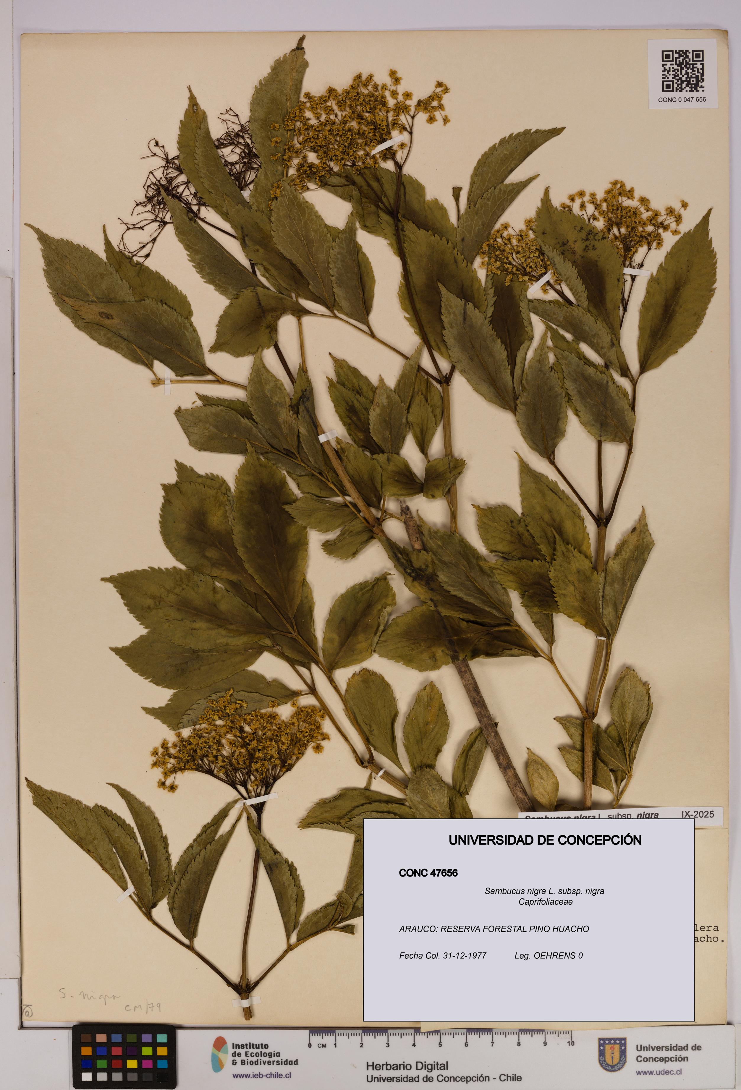 Sambucus nigra subsp. nigra [Espécimen: UDEC:CONC:0047656]